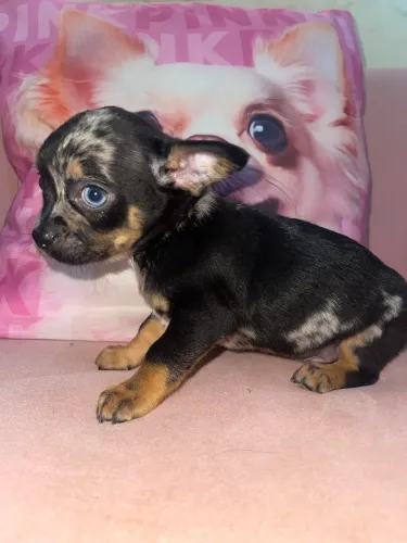 Chihuahua macho pelo curto