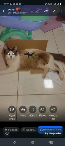 Doa se um gato lindo castrado! 
