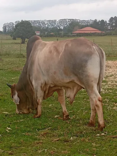 Vendo Gado, 1 touro, 3 garrotes e 1 novilha.