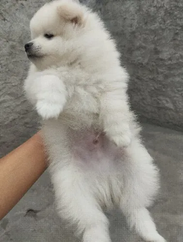 Spitz alemão Filhote