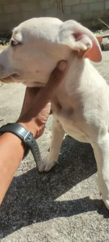 American Bully pocket 