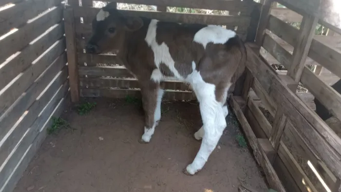 Bezerro girolando está na mamadeira /filho de boi vermelho e Branco 