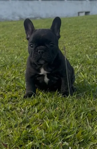 Buldogue francês filhote fêmea com pedigree