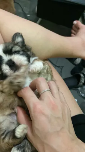 ? Shih Tzu Machinho à Venda - 29 dias ?