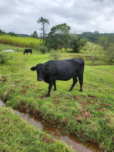 Vendo vacas prenha 