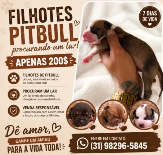 Filhotes de Pitbull 