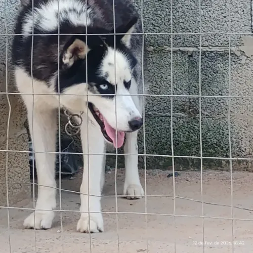 Cachorro husky siberiano 