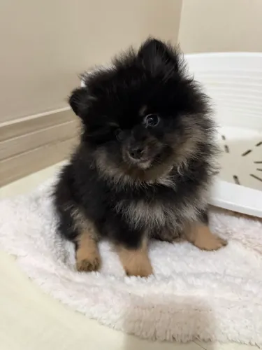 Spitz Alemão Anão (Lulu da Pomerânia) - 10x sem juros