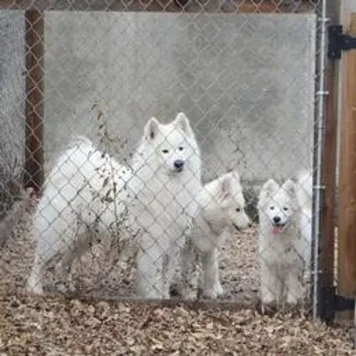 Samoyeda,Samoyeda Filhote Saudável Excelente Companhia