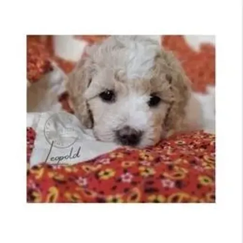 Poodle,Poodle Filhote Vacinado e Vermifugado