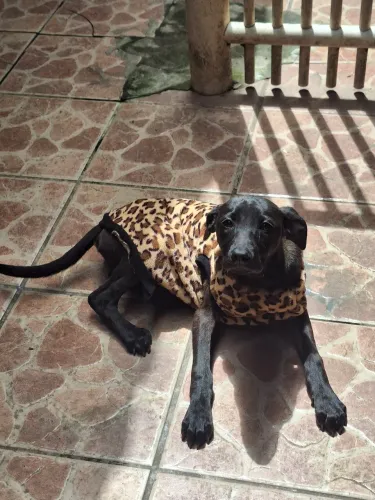 Cachorrinha para Adoção