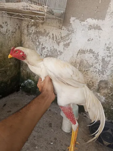 Frango e pintotes indianos