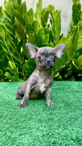 Chihuahua Macho