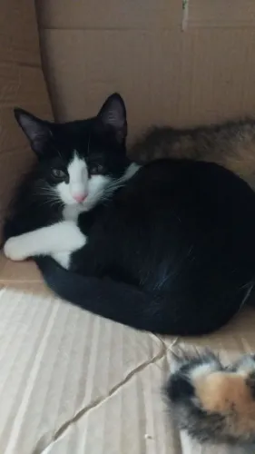 Gatinha para adoção 