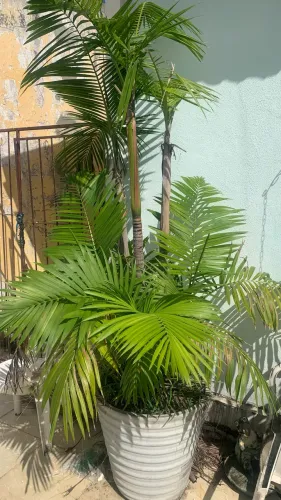 Palmeira de Açaí