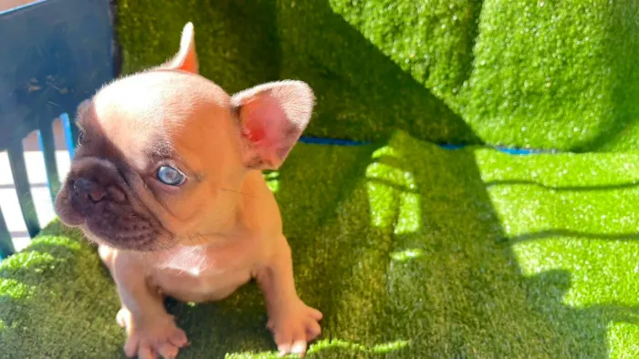 BLUE faw machinho
