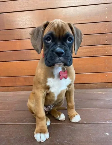 Filhotes De Boxer - Nada Como Um Olhar Doce E Um Rabinho Abanado Para Alguém