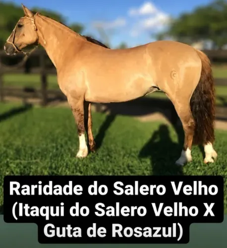 Égua Crioula Marca Salero Velho