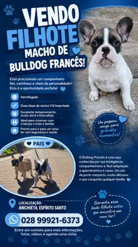 VENDO FILHOTE *MACHO* DE BULLDOG FRANCÊS