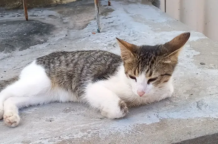 Gatinha fêmea para adoção 