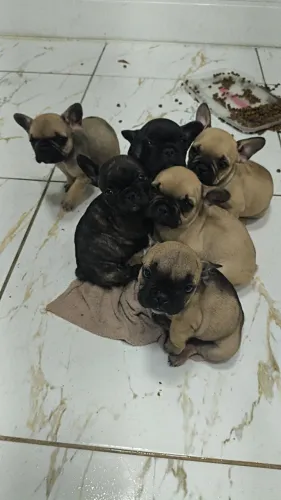 Lindos cachorros de Bull dog francês ?