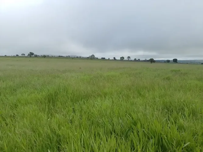 COD435- FAZENDA À VENDA 300 HECTARES  RIO VERDE/MS