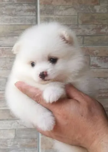 Vendo lindo filhote de Spitz alemão