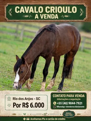 Vendi-se Cavalo Criolu