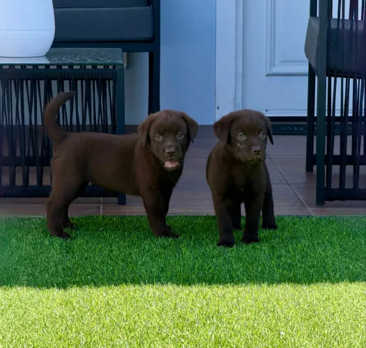 Filhote labrador retriever 