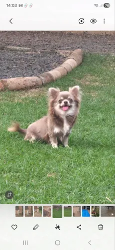 Chihuahua Macho Lilac