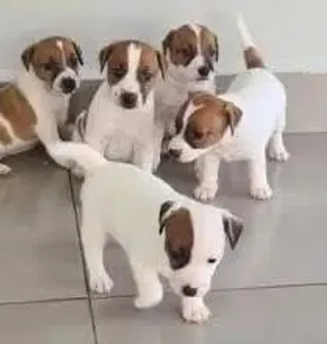 o cachorro do mascara