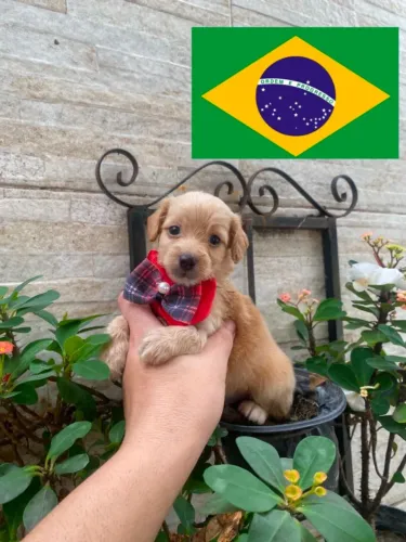 Poodle com maltês champagne machinho Rumo ao Hexa