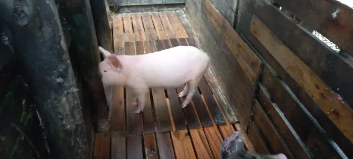 Vendo porcoa