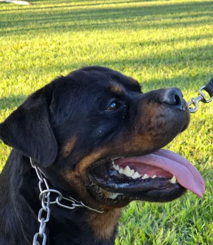 FILHOTE FÊMEA DE ROTTWEILER EXCELENTE