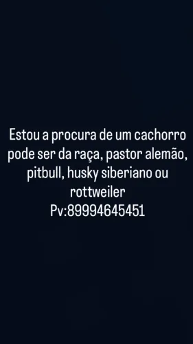 Procura-se um cachorro