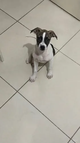Doação de fêmea 