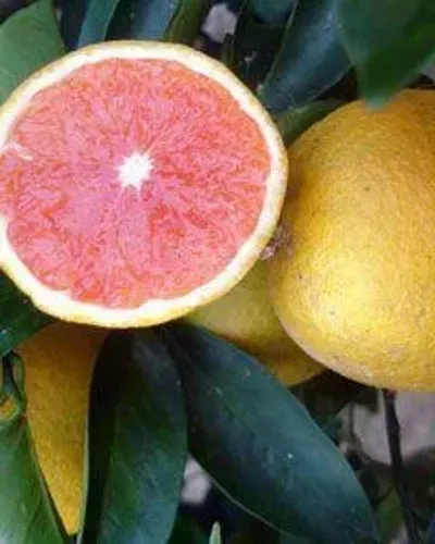 Laranja sanguínea (vermelha) - vendo mudas enxertadas