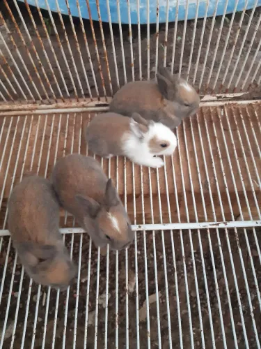 Coelhos fofinhos 
