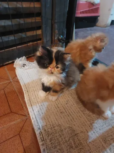 Filhote Gato Persa