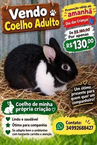Vendo  coelho  