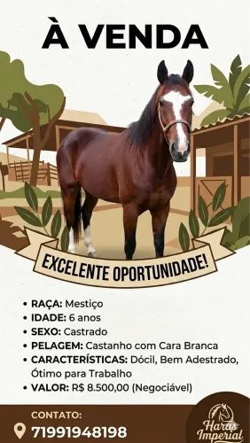 Vende-se cavalo 6 mil 