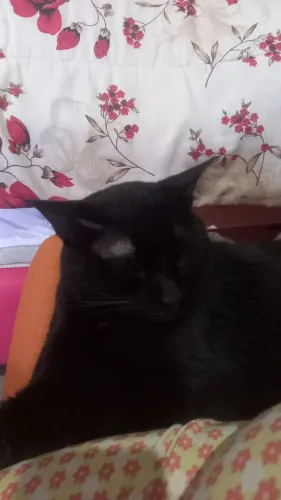 Gatão pra doacao