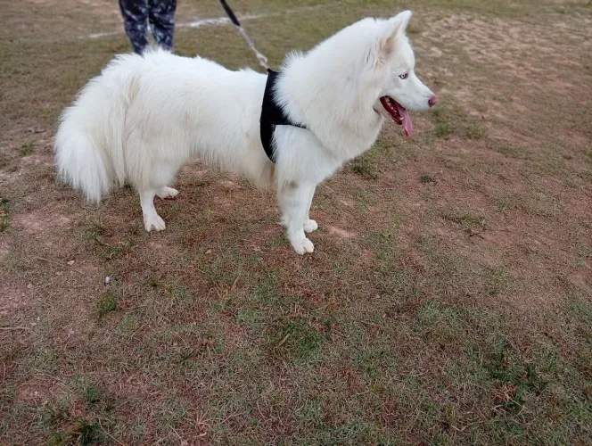 Vende se husky siberiano.