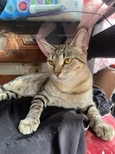 Doação de gatinho ?