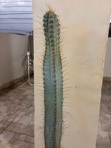 Planta Cacto azul plantado