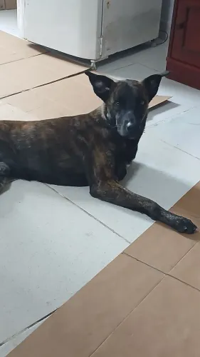 Doação de Pastor Malinois