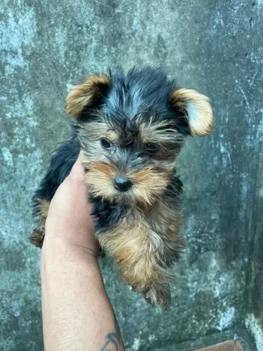 Yorkshire terrier micro