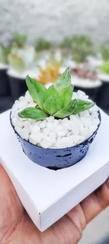 Lembrancinhas Personalizadas com Plantas mini Cactos e mini Suculentas Premium 