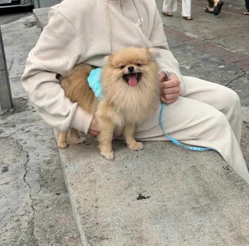 Vendo lulu da pomerania com 8 meses 