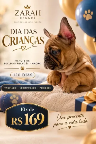 Buldogue Francês - Macho
